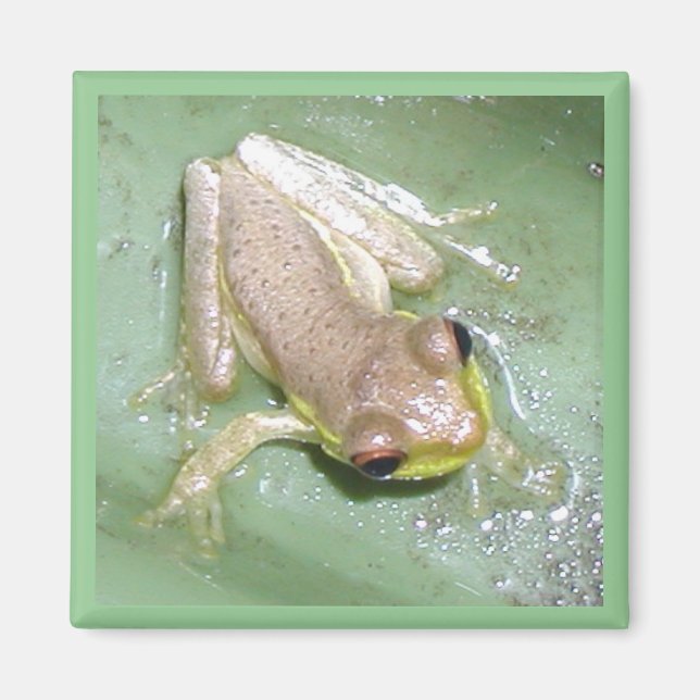 Imán Froglet (Frente)