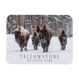 Imán Frosty Bison on Snowy Road, Yellowstone NP, WY