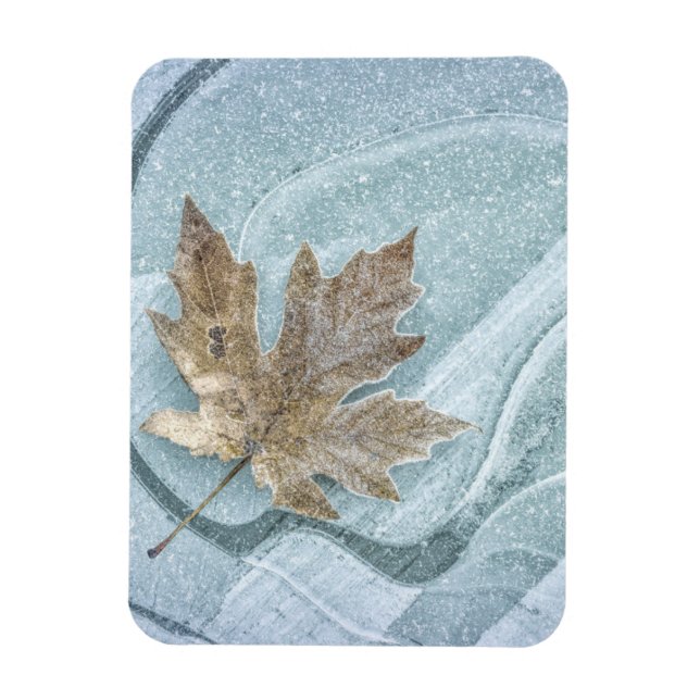 Imán Frosty Maple Leaf Frozen en hielo (Vertical)