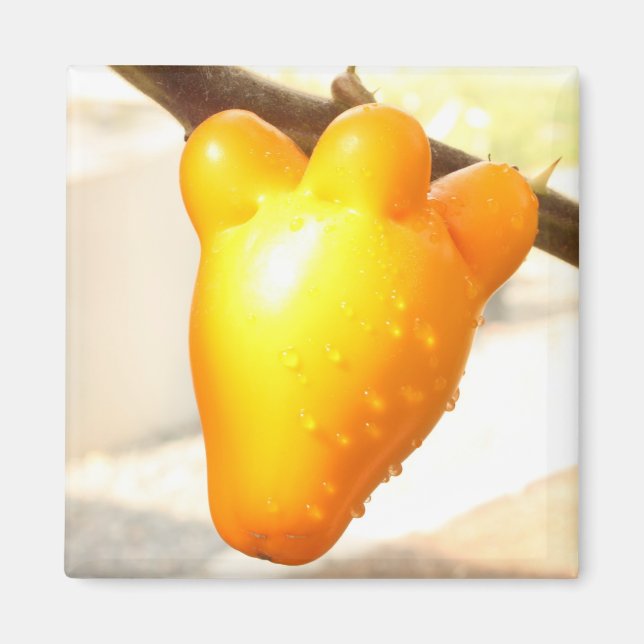 Imán Fruta Fox Face (Solanum mammosum) (Frente)