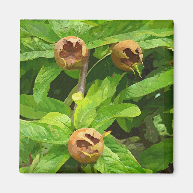 IMÁN FRUTA MEDLAR (Frente)