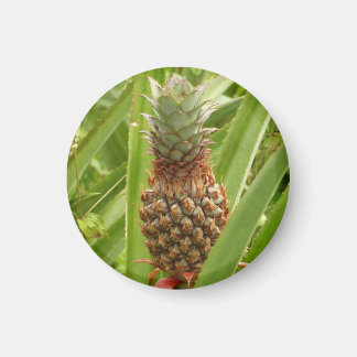 Imán Fruta tropical de la piña silvestre en la naturale