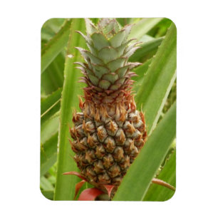Imán Fruta tropical de la piña silvestre en la naturale
