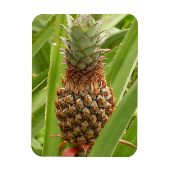 Imán Fruta tropical de la piña silvestre en la naturale (Vertical)