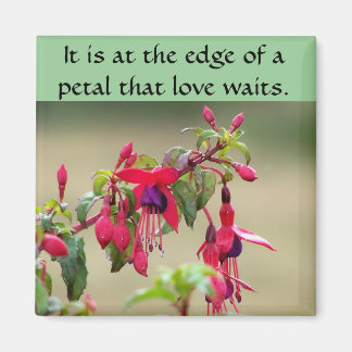 Imán Fuchsias salvajes