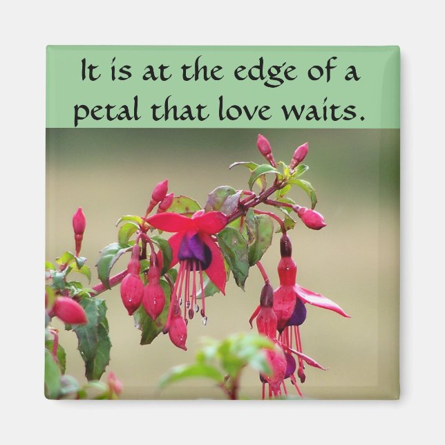 Imán Fuchsias salvajes (Frente)