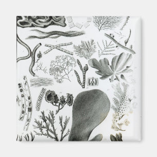 Imán Fucus de Conferra