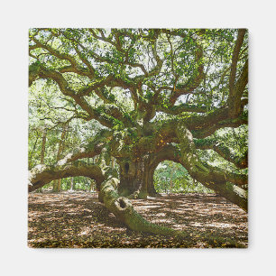 Imán Fuerte Y Audaz