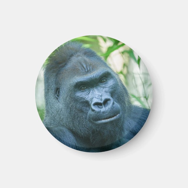 Imán Fuerza inquebrantable Gorila de Silverback Kito (Frente)