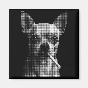 Imán Fumando cigarrillo chihuahua divertido meme amante