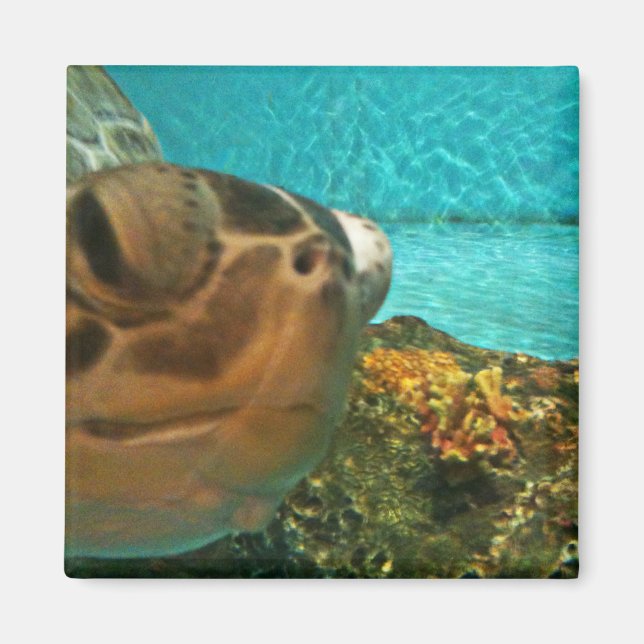 Imán Fun Sea Turtle Selfie (Frente)