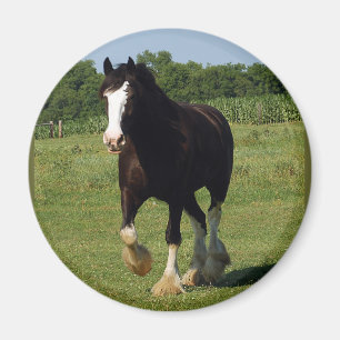 Imán Funcionamiento de Clydesdale