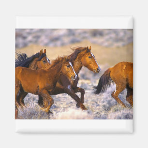 Imán Funcionamiento de los caballos
