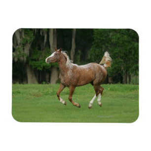 Imán Funcionamiento del caballo del Appaloosa