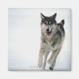 Imán Funcionamiento del lobo gris