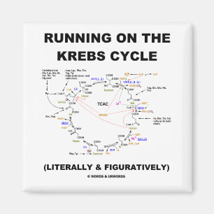 Imán Funcionamiento en el ciclo de Krebs (humor de la