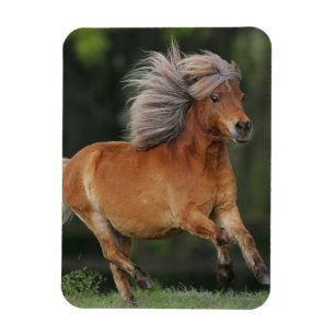 Imán Funcionamiento miniatura del caballo