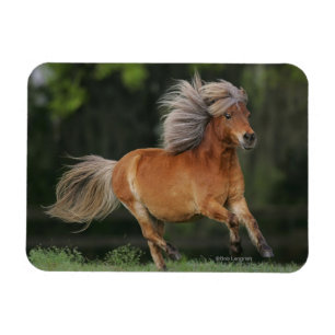 Imán Funcionamiento miniatura del caballo