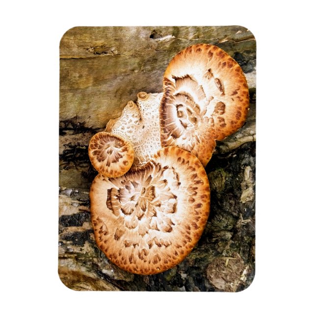IMÁN FUNGI (Vertical)