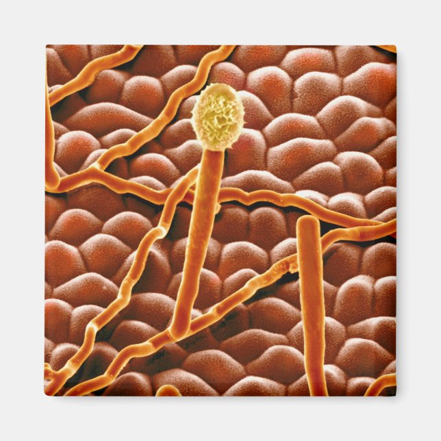 Imán Fungus polvorientos sobre Poinsettia (Frente)