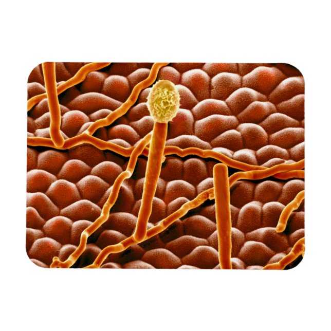 Imán Fungus polvorientos sobre Poinsettia (Horizontal)