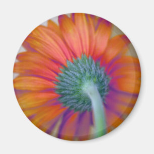 Imán Funky Gerbera