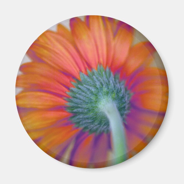 Imán Funky Gerbera (Frente)