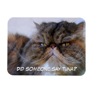 Imán Funny Calico Persian Cat Premium Magnet