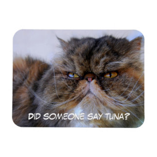 Imán Funny Calico Persian Cat Premium Magnet