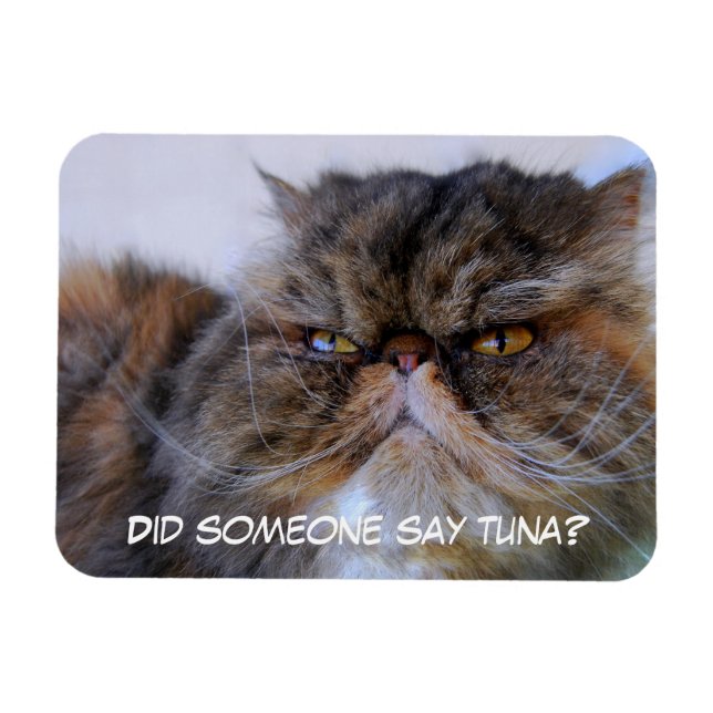 Imán Funny Calico Persian Cat Premium Magnet (Horizontal)