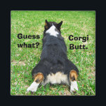 Imán Funny Corgi Butt<br><div class="desc">¿Adivinan qué? Corgi pero. Mi chiste favorito como propietario de Pembroke Welsh Corgi. Este lindo fondo conejo pertenece a un adorable perro corgi tricolor y hace de un gran imán de humor.</div>