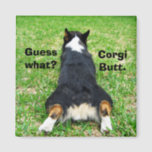 Imán Funny Corgi Butt<br><div class="desc">¿Adivinan qué? Corgi pero. Mi chiste favorito como propietario de Pembroke Welsh Corgi. Este lindo fondo conejo pertenece a un adorable perro corgi tricolor y hace de un gran imán de humor.</div>