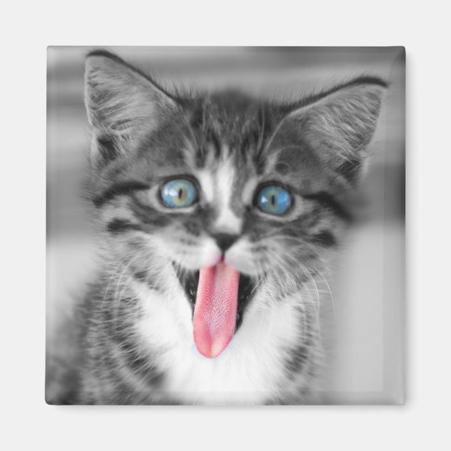 Imán Funny Kitten (Frente)