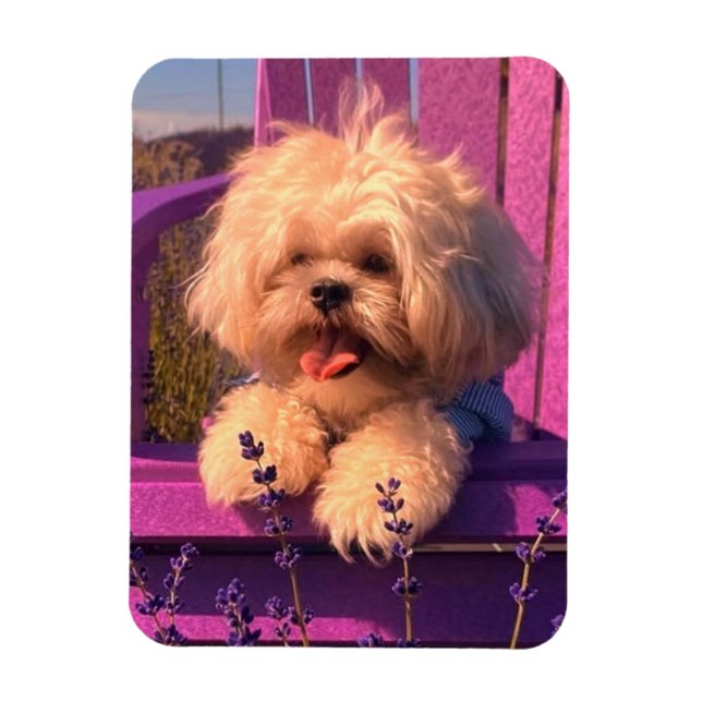 Imán Funny Shih Tzu Puppy Smiling (Dog Days) (Vertical)