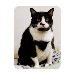 Imán Funny Tuxedo Cat Magnet