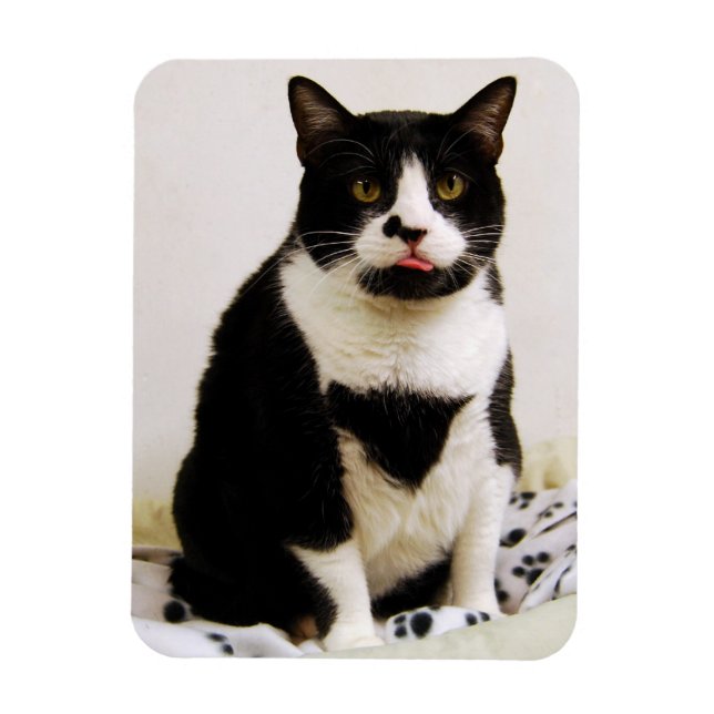 Imán Funny Tuxedo Cat Magnet (Vertical)