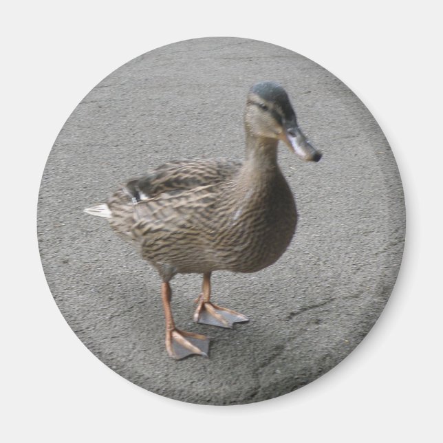 Imán Funny Waddling Duck Magnet (Frente)