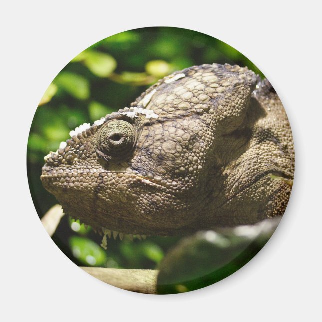 Imán Furcifer oustaleti (Frente)