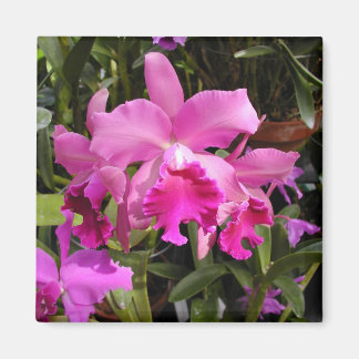 Imán Fuschia Orchid