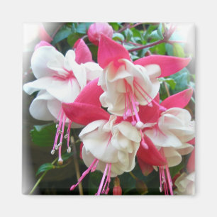 Imán Fuschia rosa y blanco