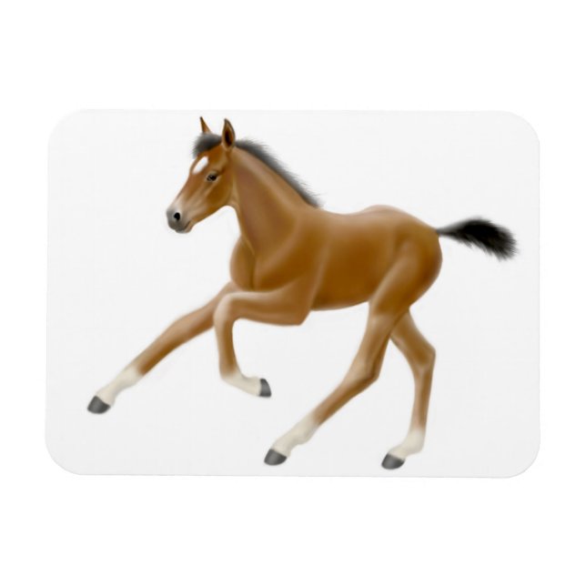 Imán Futuro Champion Bay Foal Premium Magnet (Horizontal)