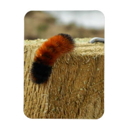 Imán Fuzzy Caterpillar