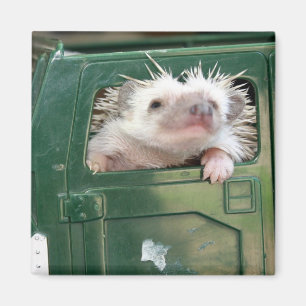 Imán G.I. Hedgehog