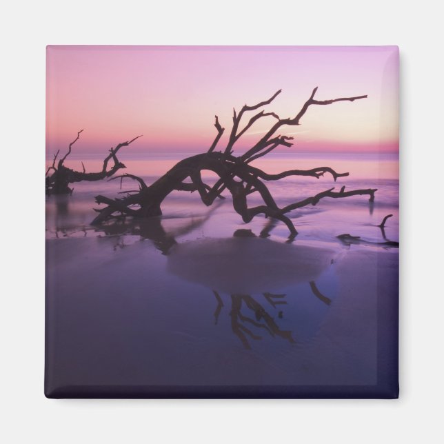 Imán GA Isla Jekyll, cementerio de árboles en la playa  (Frente)