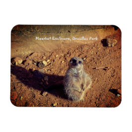 Imán Gabinete Meerkat, Parque Drusillas