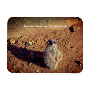 Imán Gabinete Meerkat, Parque Drusillas