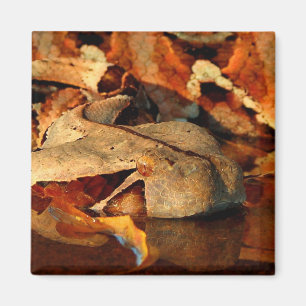 Imán Gaboon Viper