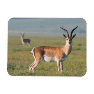Imán Gacela de Grant, Cráter de Ngorongoro, Ngorongoro