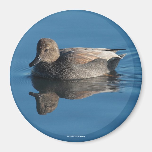Imán Gadwall Magnet (Frente)