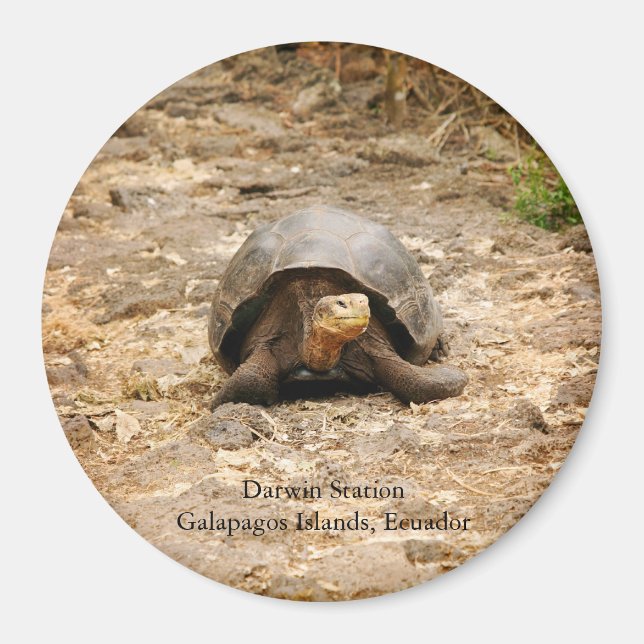 Imán Galápagos Tortoise (Frente)